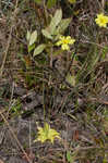 Yellow butterwort